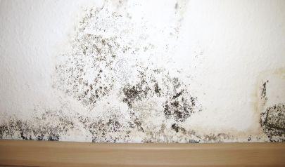 Sandy Springs Mold Removal: Technical Approaches Professionals Use