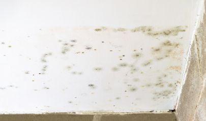 Research-Based Perspectives on Black Mold Removal in Johns Creek