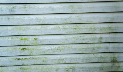 Expert Mold Removal: Breathe Easy Again in Your Dunwoody Home