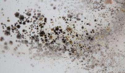Mold Removal in Marietta: Basement and Crawlspace Risks