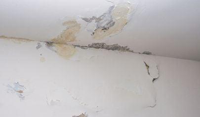 Compare and Contrast Hamilton Mold Remediation with Mold Removal