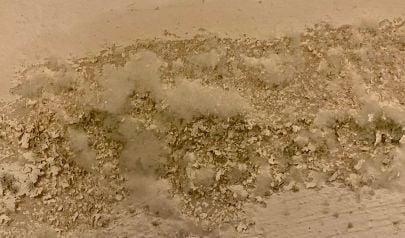 Why a Mold Inspection Is a Must for Buford Homebuyers