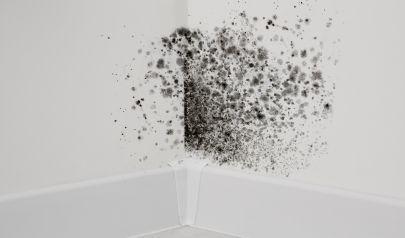 Prevent Residential Mold Damage After a Water Emergency