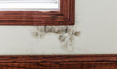 Preventing Mold with Proper Moisture Control