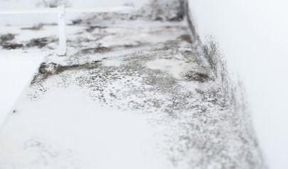 Mold Damage and Identifying, Preventing, and Addressing the Threat