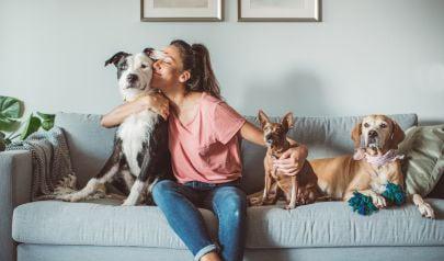 Removing Residential Pet Odor  -  Effective Solutions for a Fresher Home