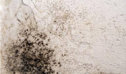 Sandy Springs Homes Benefit From Mold Inspection Services