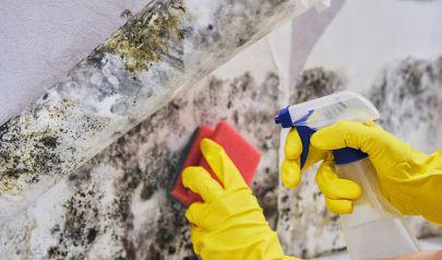 Detecting and Remedying Undetected Growth with Professional Mold Inspection