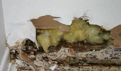 DIY Versus Professional Mold Removal: Pros and Cons