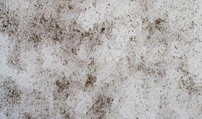Innovative and Effective Tools for Cartersville Residential Mold Remediation