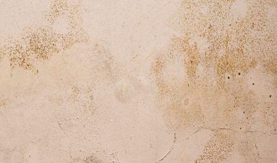 Moving In? Don't Skip Professional Mold Inspections in Fort Lauderdale
