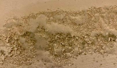 Extra Urgency When Buford Homes Need Black Mold Removal