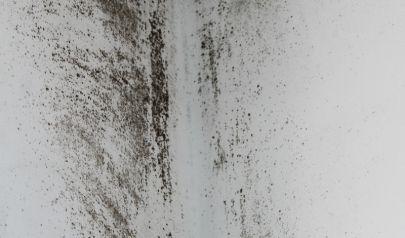 The Impact of Waiting on Mold Removal in Your Charlotte Home