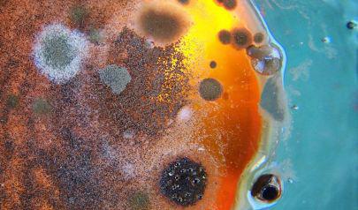 Comprehensive Mold Inspection Services in Marietta