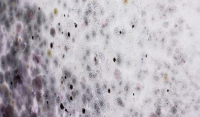 Kirkland Mold Inspection: Your First Step to a Healthy Home