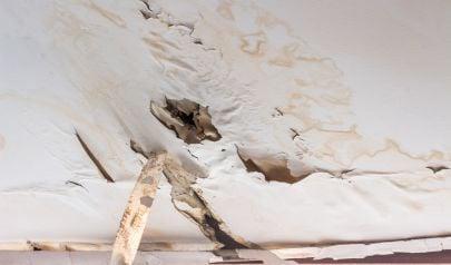That Musty Smell in Johns Creek Might Not Be What You Think