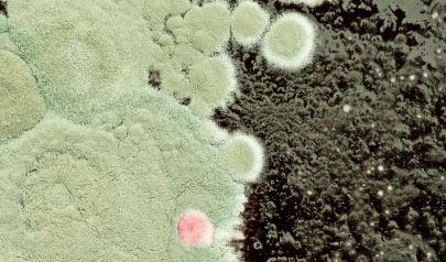 Innovative Mold Removal Techniques for Bothell Properties