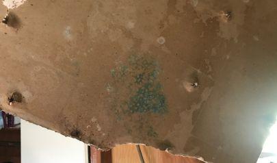 How Professional Mold Testing Protects Your Health and Home