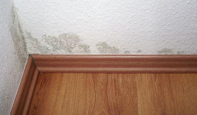 Mold Removal in Weston, Florida Homes Is Not Instantaneous