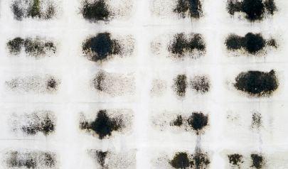 Protect Your Property in Bellevue with a Mold Inspection this Fall