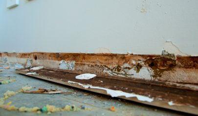 Mold Does Not Wait for You to Notice It