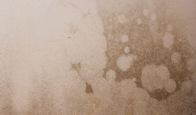 Mold Inspections of Shoreline, Washington Homes: A Smart Decision for Peace of Mind