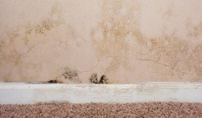 Mold Inspection Made Easy to Aid Homeowners