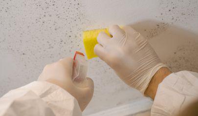 Humid Conditions in the Sandy Springs Area Homes May Call for a Mold Inspection