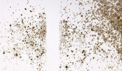 Mold Inspections Are Vital for the Perfect Restoration Strategy