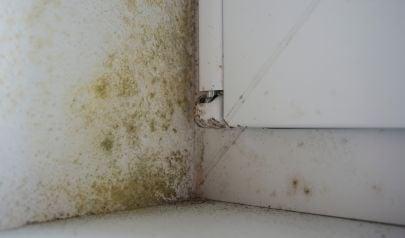 Mold Removal for Homes with Old Radiator Systems