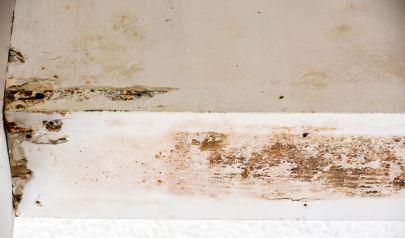 A Laundry Room Surprise That Spilled Into the Hallway in Lakewood