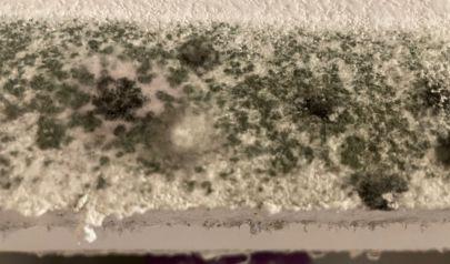 The Top 5 Places Mold Hides at Your Workplace During Winter