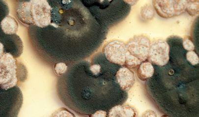 Mold Inspection Services in Suwanee Using Advanced Equipment