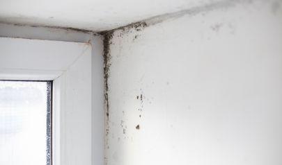 Coastal Homes in Pompano Beach Face Greater Threats of Mold Damage