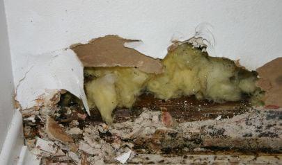Expert Mold Inspection Services in Suwanee: Trust AdvantaClean for Safe and Healthy Indoor Air Quality