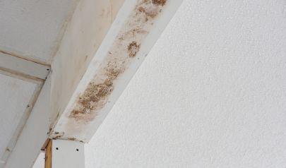 Mold Removal Services for Rock Hill Properties: Fast and Efficient