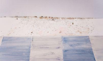 Mold in Lakewood Homes is Often the Last Thing You Find, Not the First