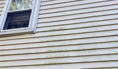 The Main Threats of Mold Remediation in Charlotte Homes