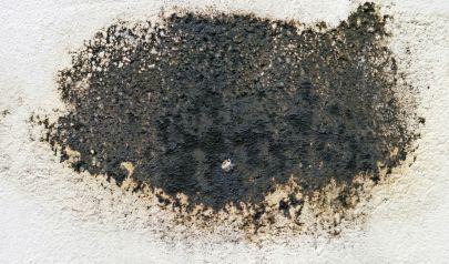 The Mold Removal Process Used by a Local Marietta Remediation Business
