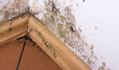 Black Mold Remediation in Charlotte: What it is, Threats and Solutions