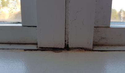 Tools Used for Mold Inspection in Sandy Springs