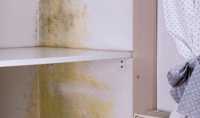 Buford Black Mold Removal Begins with Effective Containment