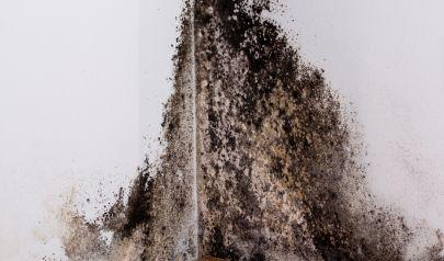 Mold Remediation: Techniques Specifically for the Kennesaw Climate