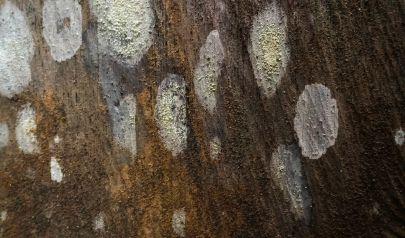 Mold Removal Dunwoody Homeowners Trust: Mold Sources and Solutions