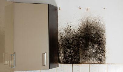 Mold Removal Using EPA-Approved Products