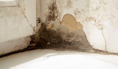 Mold Remediation in Rock Hill: Tackling Closet Mold with AdvantaClean