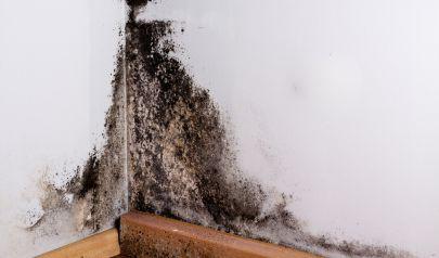 Black Mold Removal in Marietta Homes Should Happen Right Away