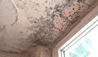 Thorough Laundry Room Mold Remediation in Charlotte