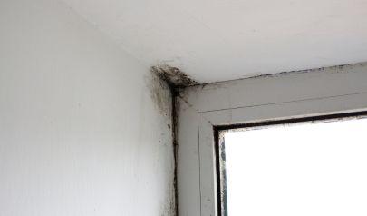 Mold Testing vs. Mold Inspection for Marietta Homes