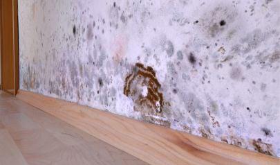 Now Is the Time to Focus on Johns Creek Attic Mold Removal